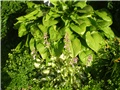 mala hosta